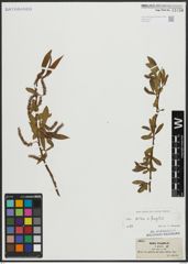Foto von Salix alba L. x Salix fragilis L.